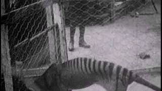 Historical thylacine Tasmanian Tiger film 1  Beaumaris Zoo Hobart 27 September 1911 [upl. by Holle]