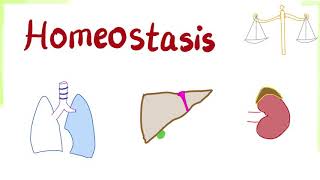 Homeostasis  How Your Body Keeps its Balance  Physiology Series [upl. by Spindell]