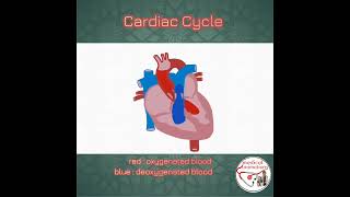 🫀CARDIAC CYCLE  CARDIOVASCULAR PHYSIOLOGY  HEART BEATING ANIMATION  shorts medicine cardiology [upl. by Hamas708]