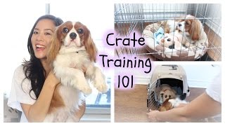 How To Crate Train  Herky the Cavalier  Cavalier King Charles Spaniel [upl. by Kopans]