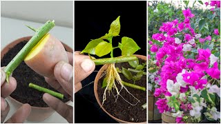 How to propagation Bougainvillea tree from Bougainvillea cutting  Easy way for growing [upl. by Vito501]