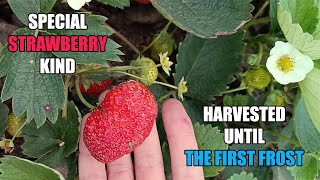 🍓 Sweet September Harvest  Mothers Garden Strawberries [upl. by Niwhsa959]