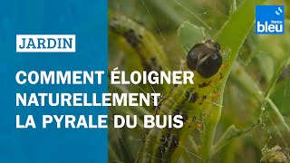 Comment éloigner naturellement la pyrale du buis [upl. by Gusta]