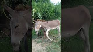 donkeys enjoying [upl. by Carlye]