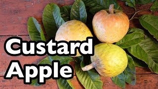 All About Custard Apple [upl. by Ginny]