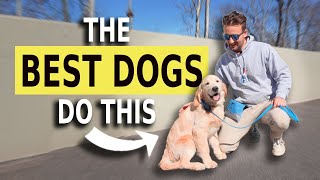 5 Dog Training Exercises You Must Do EVERY DAY [upl. by Irek]