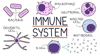 Understanding the Immune System in One Video [upl. by Aniuqaoj]