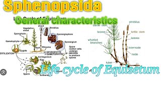 biology  Sphenopsida General Characteristics and Life cycle of Equisetum [upl. by Rayshell]