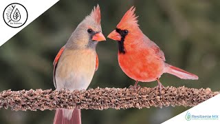 CANTO VOZ y LLAMADOS Cardenal Rojo quotCardinalis cardinalisquot Northern Cardinal quotAlas Resilientesquot [upl. by Ebaj82]