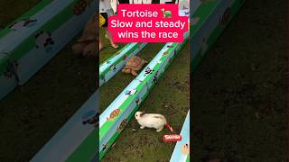 turtle Vs rabbit match funny animals youtubeshorts fyp [upl. by Ileana]