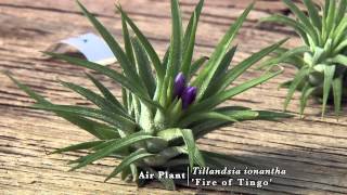 Air Plants Biology and Diversity [upl. by Llirrehs]