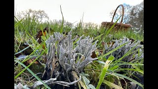 Identifying Candlesnuff Fungus Xylaria hypoxylon [upl. by Irby731]