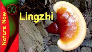 Mushroom Kills Cancer  Reishi [upl. by Nilahs]