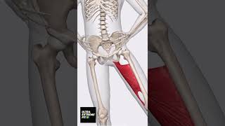 Adductor Magnus Muscle anatomy ultraextremefit adductors groinpain legmuscles [upl. by Haimes86]