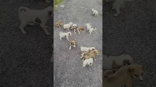 Cute puppy 🐕 😍 shorts puppy dog trendingreels [upl. by Ainuj]