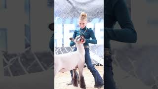 Karis showing her sheep at the Revival Livestock show sheep livestock [upl. by Sedlik]