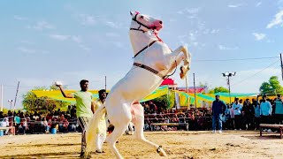 Horse dancing to the rhythm of dhol Only in India [upl. by Vola]