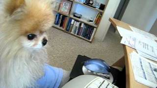 Pomeranian Bennie howling back at YouTube coyotes [upl. by Manvil]