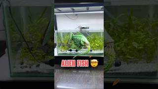 Alien Fish Tank Setup🤯 shortsvideo tanksetup plantedtank alien [upl. by Virgy]