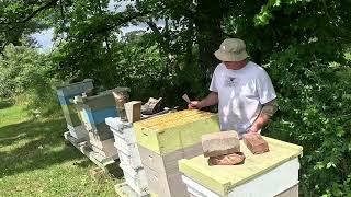 Harvesting Honey Liquid Gold [upl. by Vitkun]