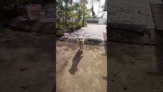 Hachy 🐶shortvideo cute doglover dog [upl. by Ogawa]