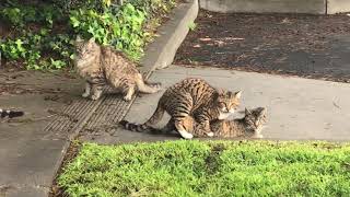 Cat mating Miv ua nkauj ua nraug [upl. by Ymereg]