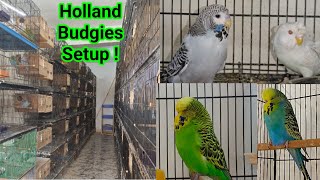 Show budgies breeding progress at Tiger Aviary Jamnagar  Champion Blood Line Holland budgerigar [upl. by Eicyac148]