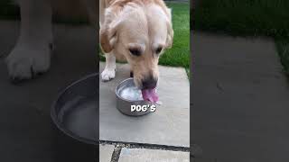 Why you should clean your dogs water bowl🤮🐾 [upl. by Adnirak]