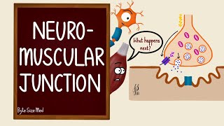 Neuromuscular Junction  NMJ  Neuromuscular transmission  Myology  Nerve Muscle Physiology [upl. by Eyram]