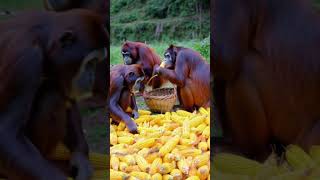 Orangutans harvesting corn [upl. by Matthew]