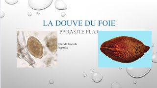 Parasitose et parasites alimentaires la DOUVE vidéo 24 [upl. by Hubert]