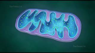 mitochondria animation II mitochondria is the powerhouse of the cell II mitochondria class 11 [upl. by Osicnarf]