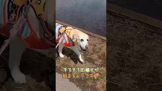 田植えが始まるようです🌾散歩道より🦮ラブラドールレトリバー 犬のいる暮らし 癒し [upl. by Nodnorb]