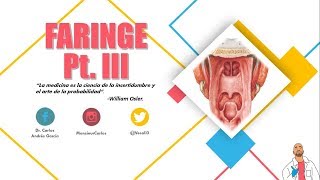 Anatomía  Músculos de la Faringe Origen Inserción Acción Hiatos [upl. by Ahsielat]