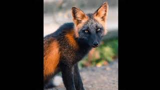 Melanistic fox🦊 One of the rarest animals on the planet [upl. by Yllim]