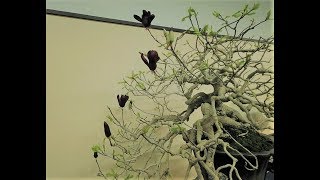 93rd KOKUFU TEN BONSAI EXHIBITION 2019 PART 2 video 2  2  Tokyo Feb14  17 [upl. by Anyela]