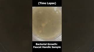 Bacterial Growth Time Lapse Faucet Handle Experiment🦠🔬 bacteria exponential growth shorts [upl. by Horgan]