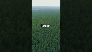 Top 3 Largest Forests in the World naturelovers facts shortsviral [upl. by Nyrtak259]