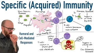 Cellular Immunity  Adaptive Immunity part 1 Animation [upl. by Kain124]