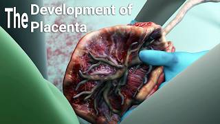 development of the placentalabor and delivery  birthembryologyplacental maternal side formation [upl. by Ahsiram884]