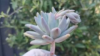 Pachyphytum Compactum [upl. by Odab]