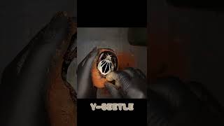 Beetle Unboxing Goliathus Regius Big Male Beetle ASMR [upl. by Nitsur]