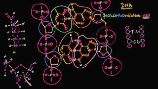 DNA İplikçiklerinin Antiparalel Yapısı Biyoloji  Biyomoleküller [upl. by Wilhelmina78]