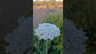 Daucus carota acenoria zanahoria silvestre lasplantasdeteresa flores plants flowers [upl. by Amii]