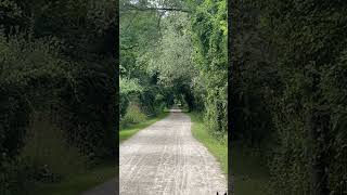 Generational Bird Crossing  When Animals Feel Safe animalshorts birdshorts michigan [upl. by Dennie687]