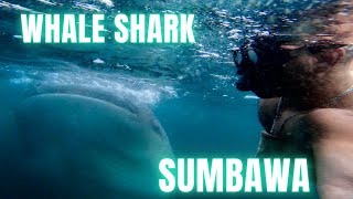 SUMBAWA HUMONGOUS WHALE SHARK SWIMMING AND BOAT TRIP [upl. by Ignacia]