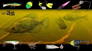 6 Proven Panfish Setups You Need to Use  UNDERWATER Footage [upl. by Aynor235]