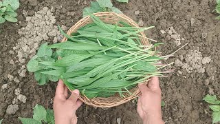 Kashmiri style Gul haakh recipe 😋 Natural collard greens👍 [upl. by Kaela]