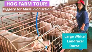 PIG FARM TOUR  Piglet Mass Production  CleanOrganized  Where we Buy our Piglets for Fatteners [upl. by Wheeler]