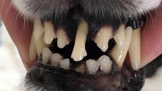 Can we regrow damaged teeth Mandela Effect [upl. by Eillor]